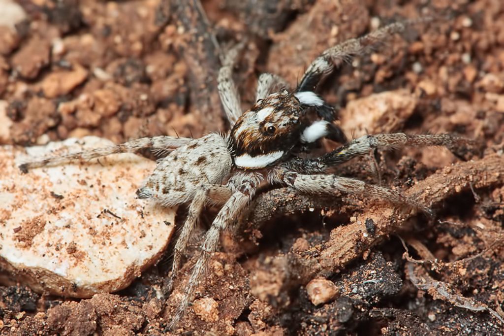 Menemerus semilimbatus - Malta